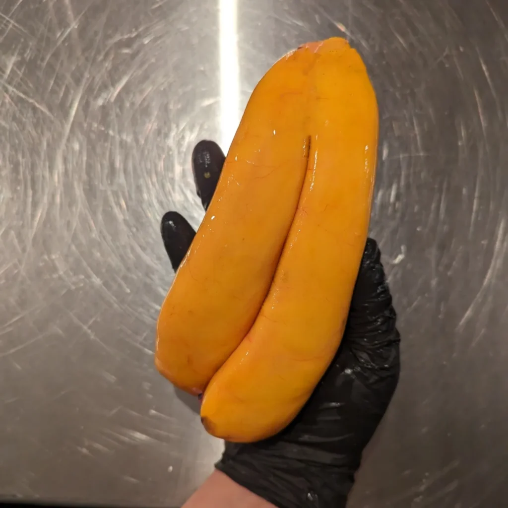 Fresh Mullet Roe cleaned and ready to start the karasumi process